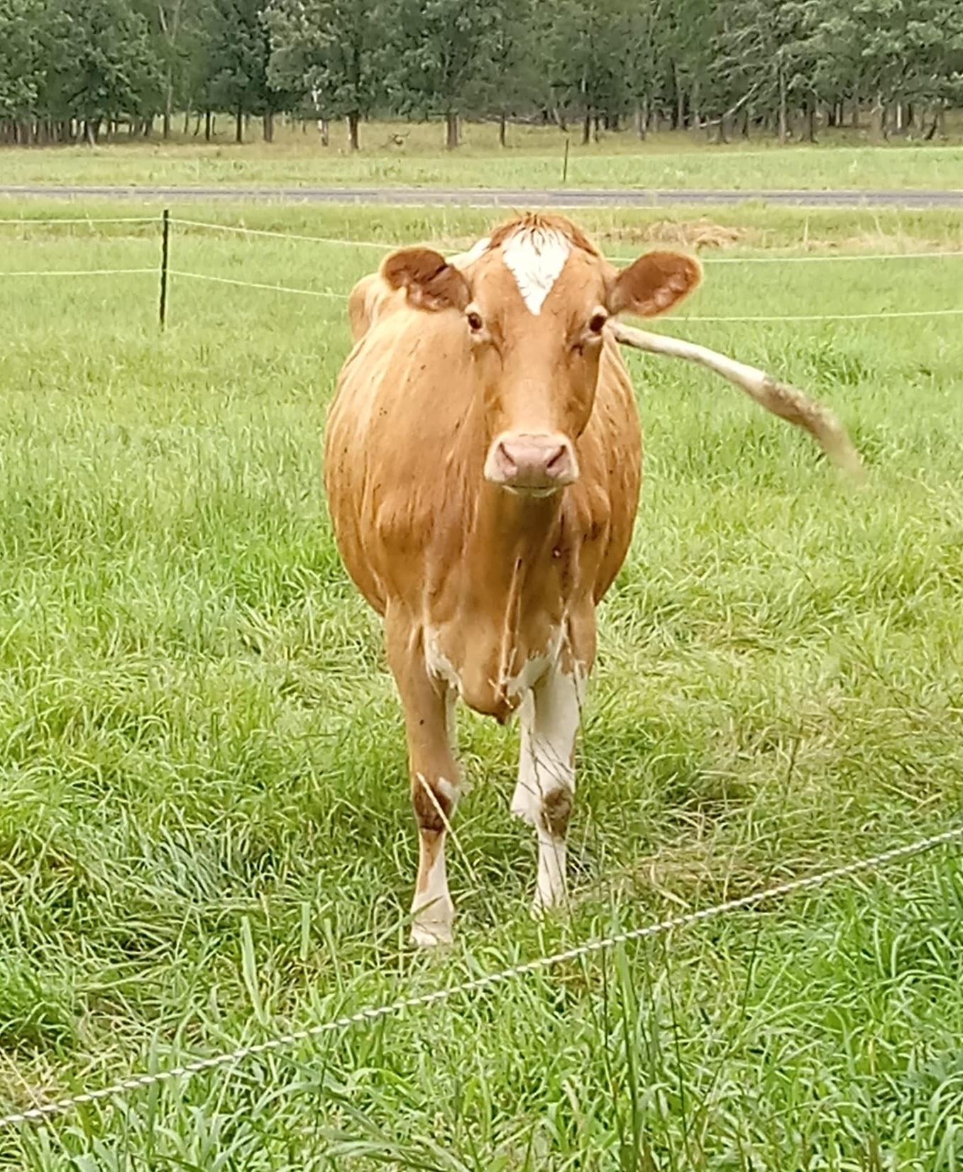 Gertie the Guernsey cow on pasture at Murphy's Grove