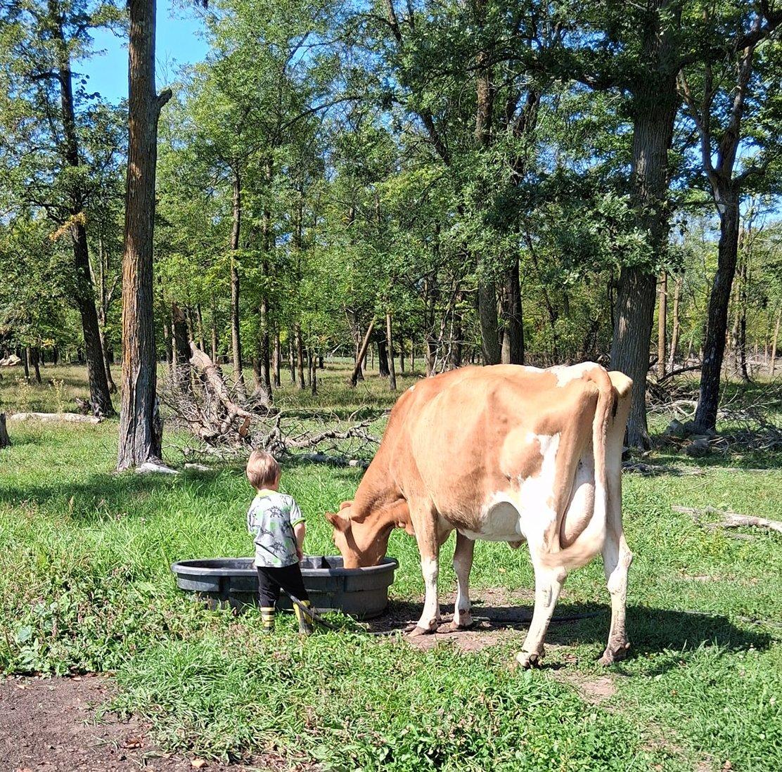 Mathias with a cow at Murphy's Grove